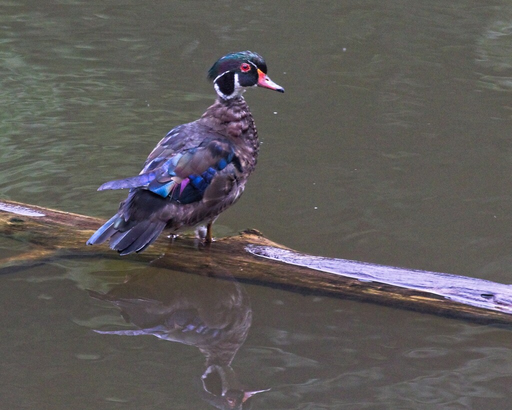 LHG-3599- Moulting woodduck by rontu