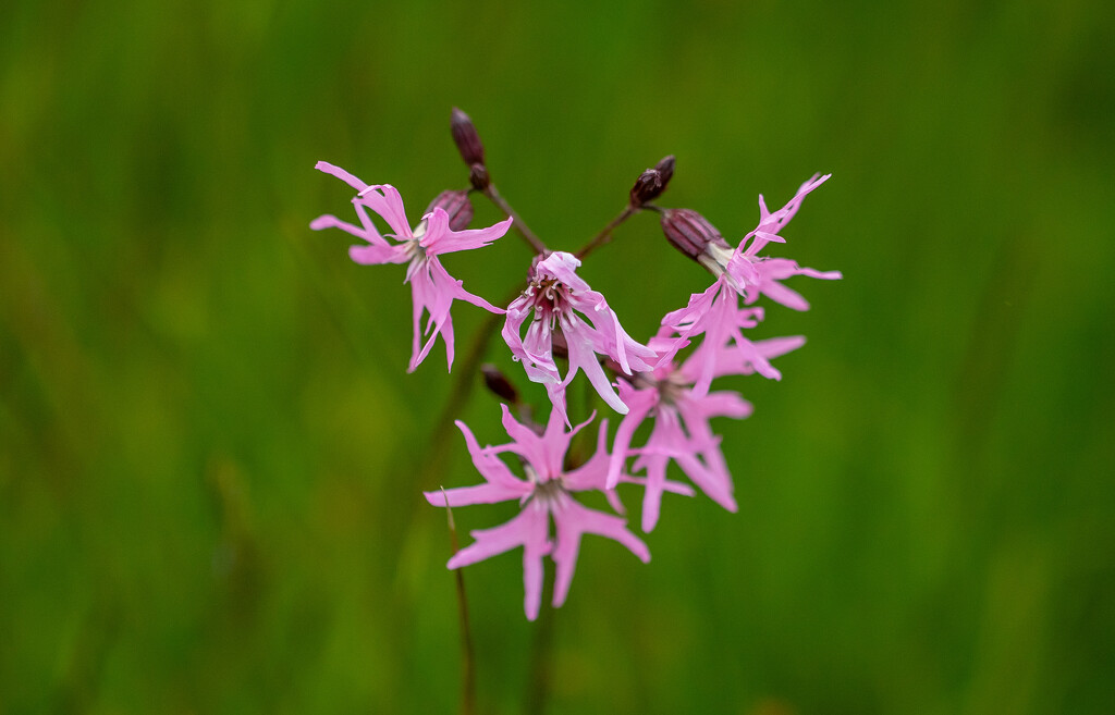 Ragged Robin Day #12 by lifeat60degrees