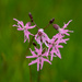 Ragged Robin Day #12 by lifeat60degrees