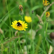 25th Jun 2021 - Bee amongst the wild flowers