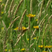 24th Jun 2021 - wild grasses in the meadow