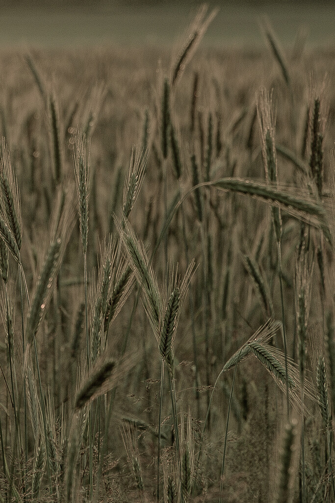 grain field again by j_kamil