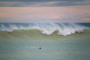 26th Jun 2021 - Surfing Seal