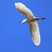 Giant Egret in Flight by markandlinda
