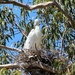 Egret, nest, bird by markandlinda