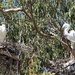 Giant Egrets on Their Nests by markandlinda