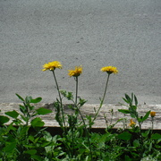 27th Jun 2021 - Some Yellow Flowers