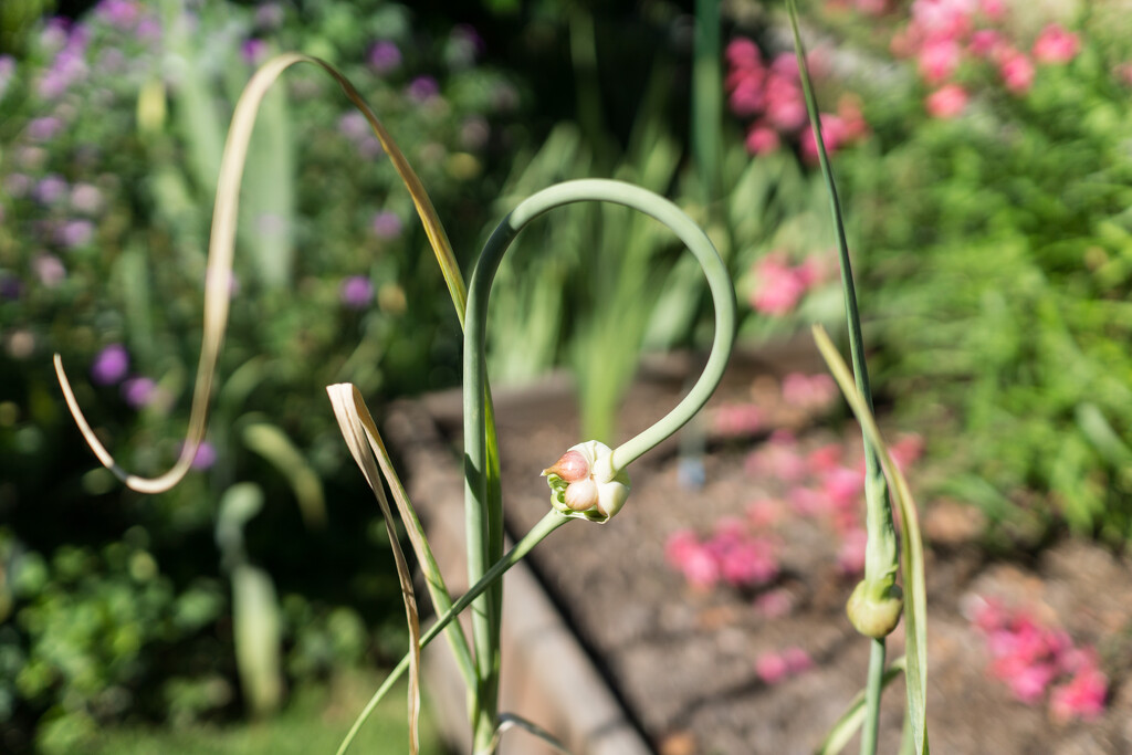 The garden in summer - garlic scapes by cristinaledesma33