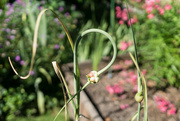 22nd Jun 2021 - The garden in summer - garlic scapes
