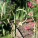 The garden in summer - garlic scapes by cristinaledesma33