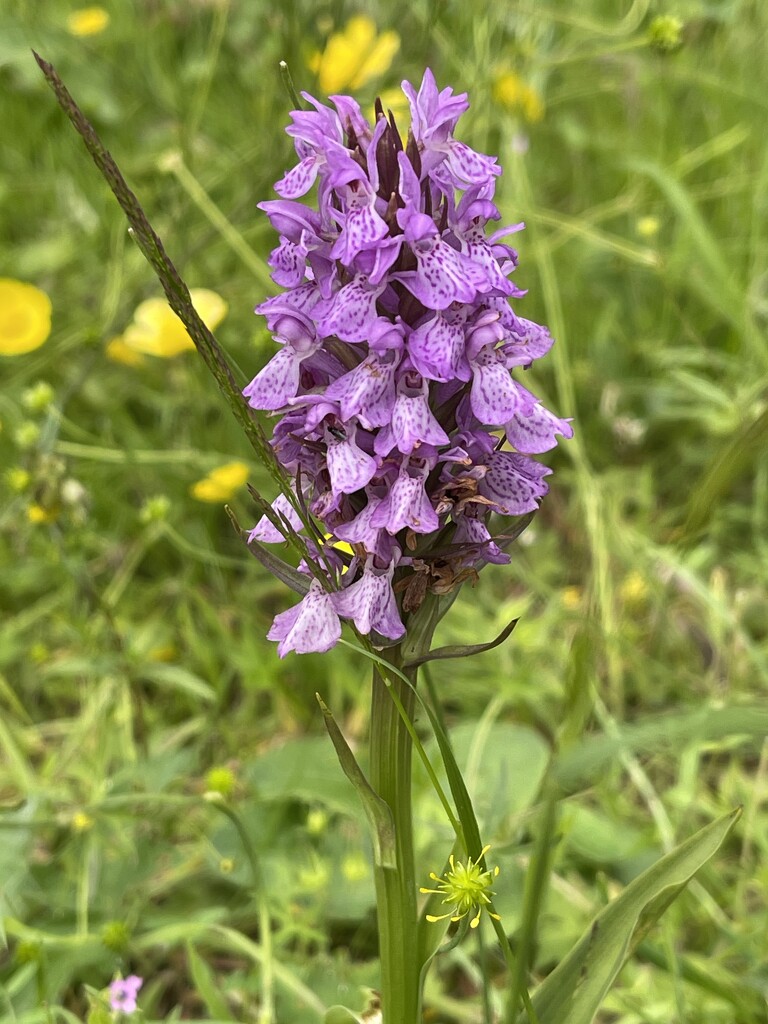 Common spotted orchid (I think) by tinley23