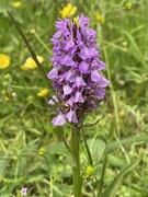 26th Jun 2021 - Common spotted orchid (I think)