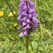 Common spotted orchid (I think) by tinley23