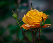 27th Jun 2021 - Yellow Rose