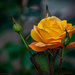 Yellow Rose by marylandgirl58