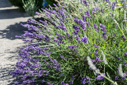 24th Jun 2021 - The garden in summer - lavender