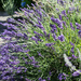 The garden in summer - lavender by cristinaledesma33
