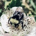 Blackberry honey by pandorasecho