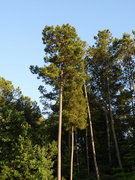 26th Jun 2021 - Loblolly pines