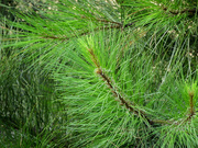 27th Jun 2021 - Young Loblolly pine