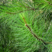Young Loblolly pine by homeschoolmom
