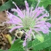 Bee balm by margonaut