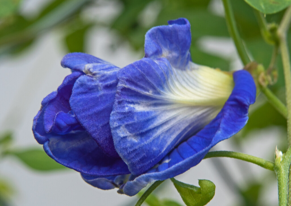 Blue flowers. by ianjb21