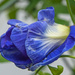 Blue flowers. by ianjb21