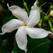 White flower. by ianjb21