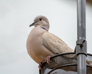 25th Jun 2021 - Eurasian-collared Dove