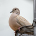 Eurasian-collared Dove by nicoleweg