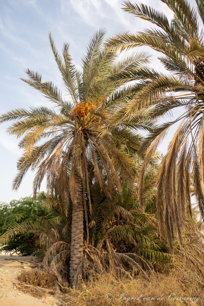 Date palm by ingrid01