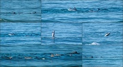 28th Jun 2021 - A pod of Dolphins