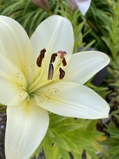 2nd Jun 2021 - White Lily
