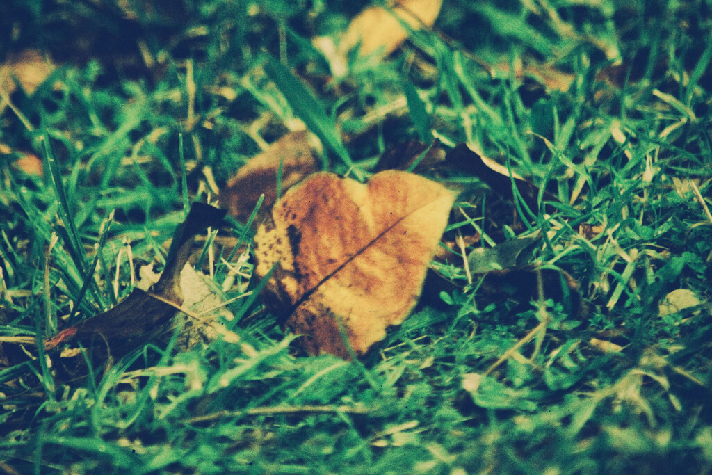 Leaf by annied