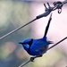A Bird On A Wire 6260314 by merrelyn