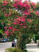 28th Jun 2021 - The familiar and welcome sight of crepe myrtle in bloom