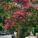 The familiar and welcome sight of crepe myrtle in bloom by congaree