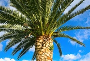 27th Jun 2021 - Palm tree