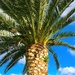 Palm tree by kiwinanna