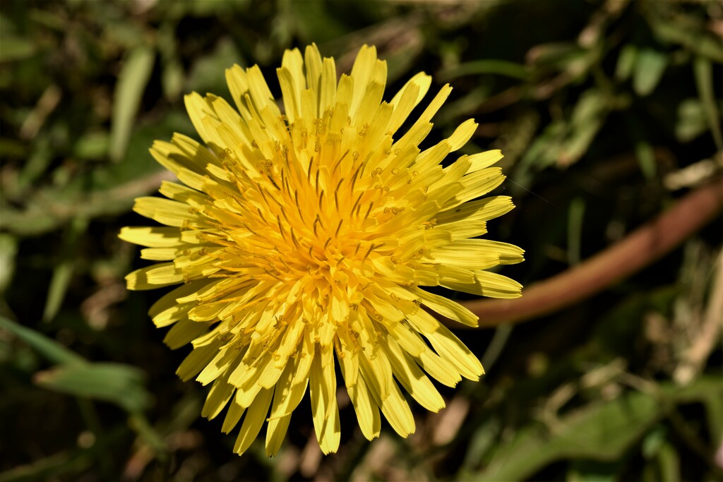 just a dandelion by christophercox