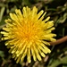 just a dandelion by christophercox