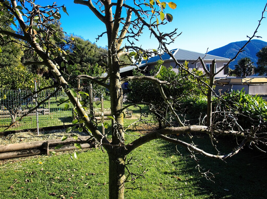 Pear tree in winter by kiwinanna