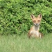Foxy gaze by kimhearn