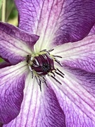 27th Jun 2021 - Clematis Flower 
