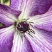 Clematis Flower  by cataylor41