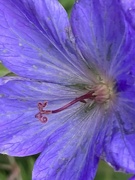 25th Jun 2021 - Geranium Flower