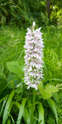 28th Jun 2021 - Summer ..common spotted orchid