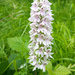 Summer ..common spotted orchid by 365projectorgjoworboys