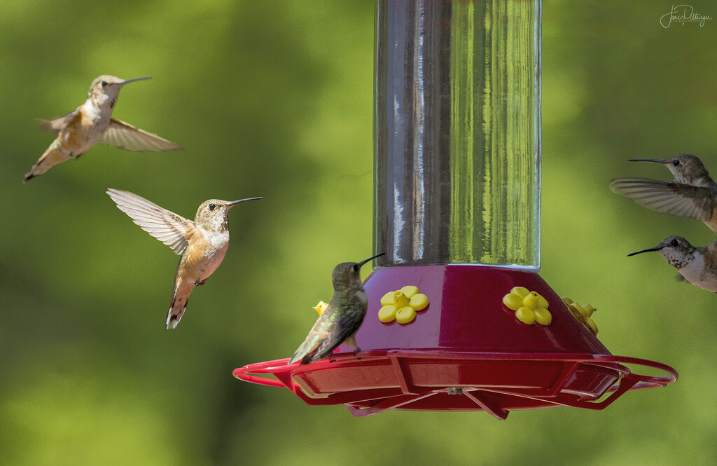 Coming At the Feeder from Both Sides by jgpittenger